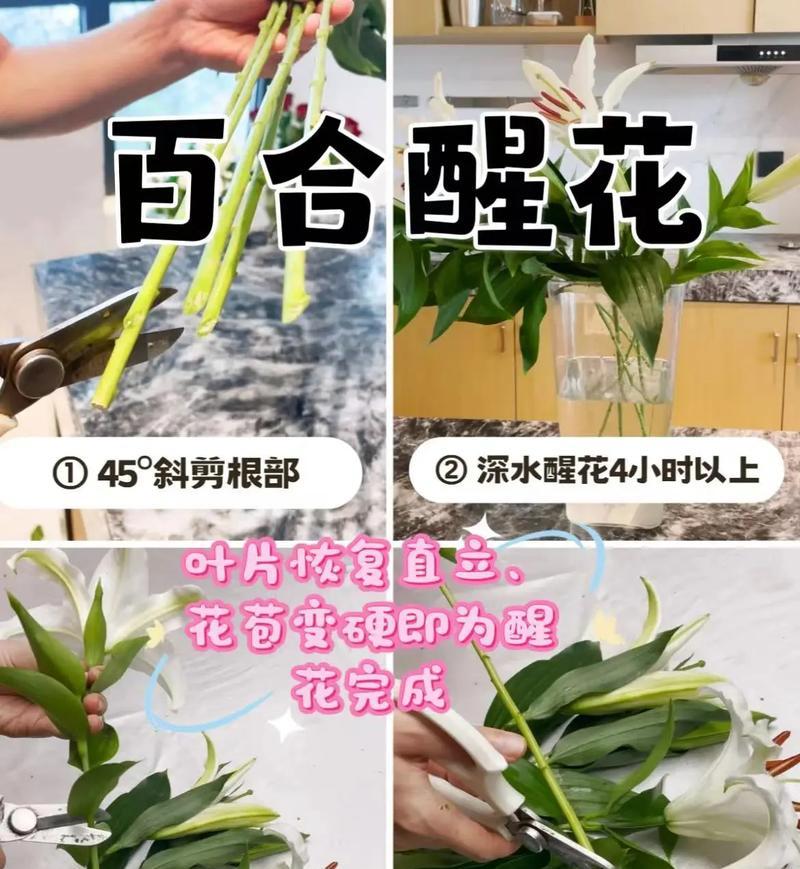 水培百合放土里会死吗为什么？水培植物转土培需要注意什么？