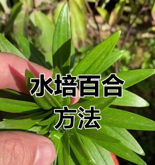 水培百合放土里会死吗为什么？水培植物转土培需要注意什么？