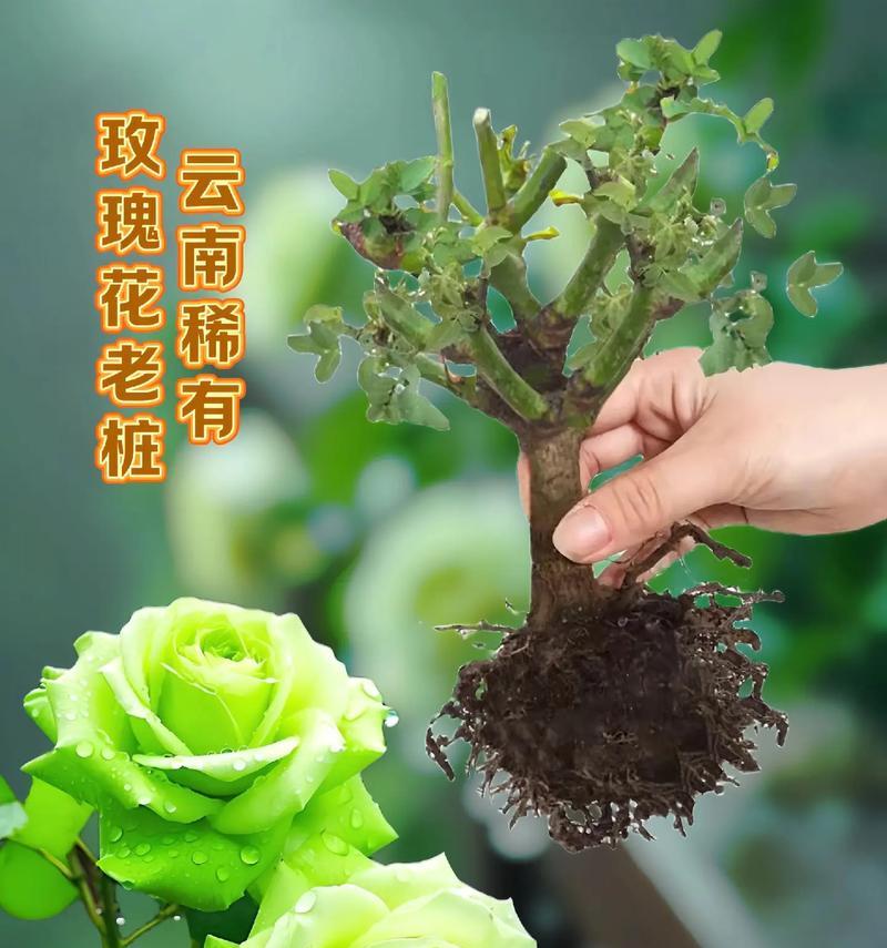 植物玫瑰花草怎么养？玫瑰花草的日常护理技巧有哪些？