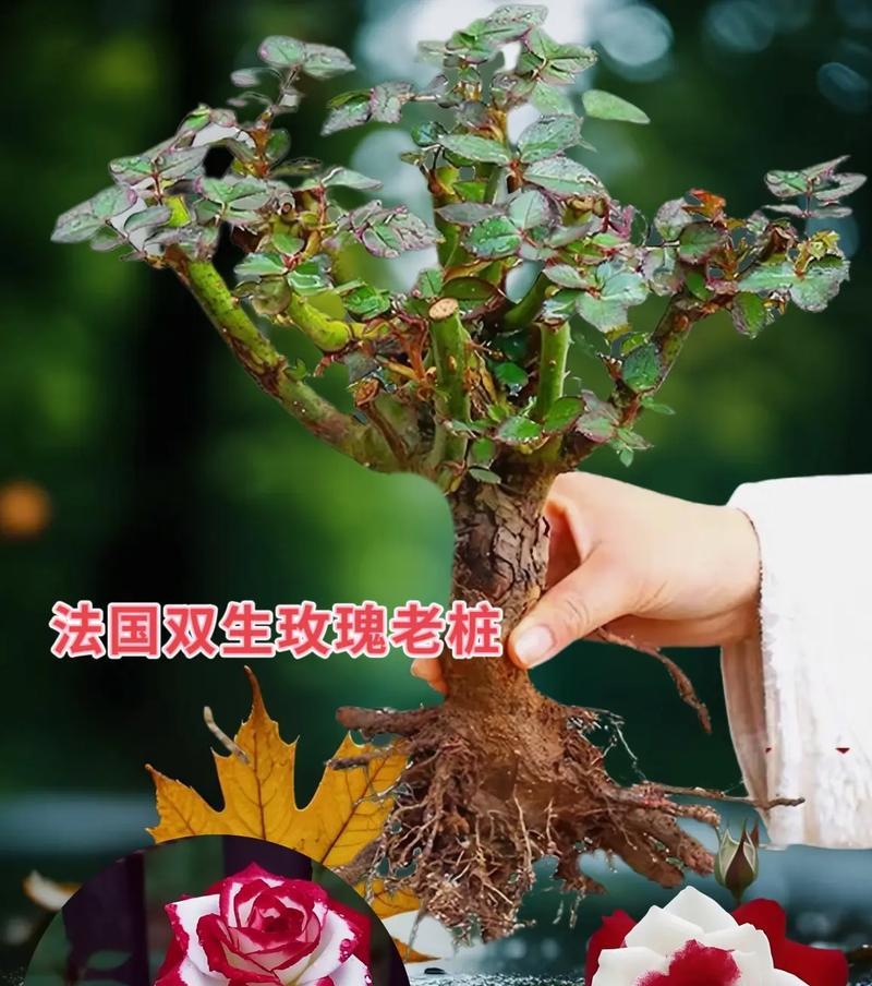 植物玫瑰花草怎么养？玫瑰花草的日常护理技巧有哪些？