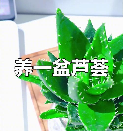 轮回植物怎么养？它们的生长周期是怎样的？