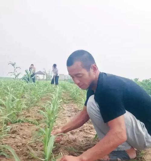 花腰豆种植时如何选择合适的农药？