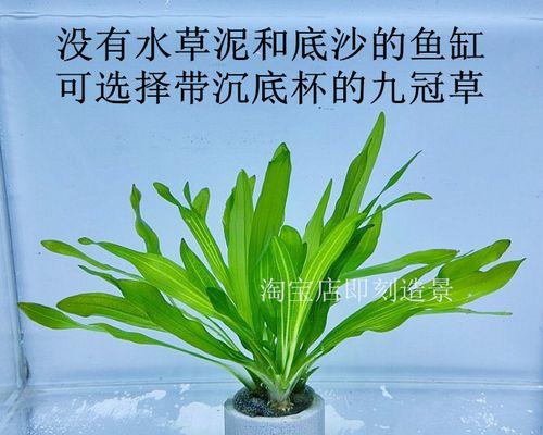 名贵水草植物有哪些？如何正确养护？