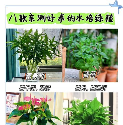 名贵水草植物有哪些？如何正确养护？