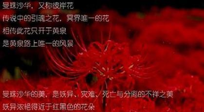 哪种花的花语与回忆相关？