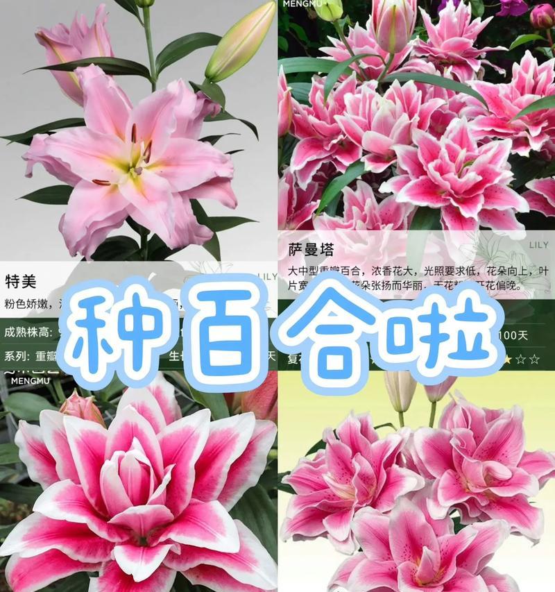 粉色百合花的象征意义是什么？它通常用来表达什么？