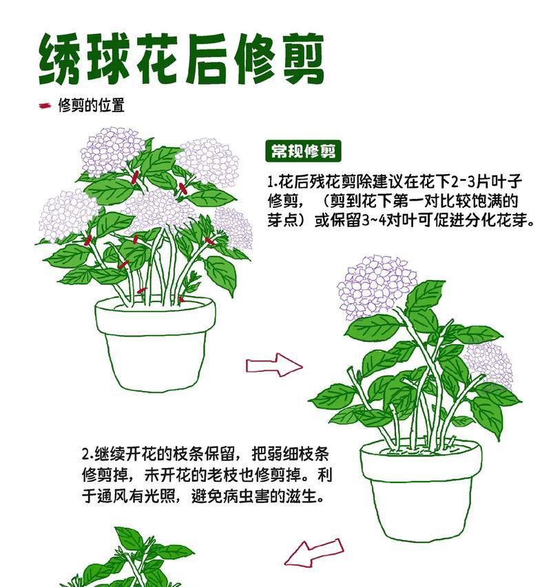 绣球花花语是什么？绣球花的象征意义是什么？