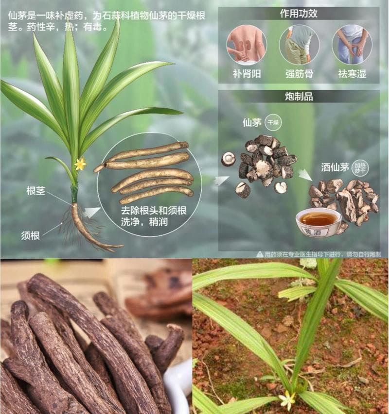 仙茅盆栽的寓意是什么？仙茅花语有哪些？