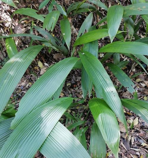 仙茅盆栽的寓意是什么？仙茅花语有哪些？