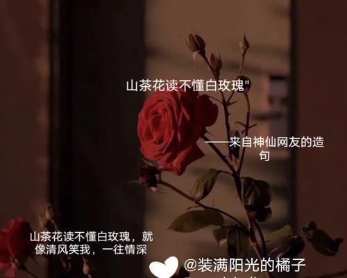 白玫瑰山茶花含义是什么？它们共同的象征意义是什么？