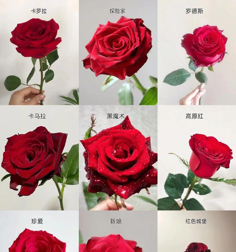 送爸爸玫瑰花的意义是什么？应该选择哪种玫瑰花？