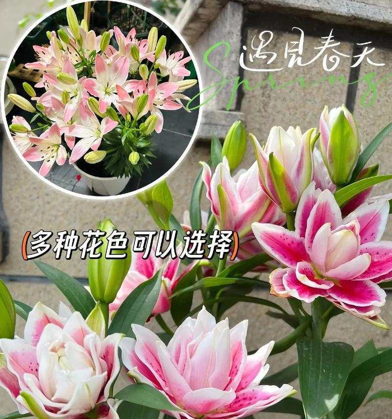 百合花适合送给谁？送百合花的场合和对象有哪些？