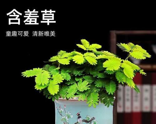 盆栽种植有哪些趣味？哪些盆栽品种更受欢迎？