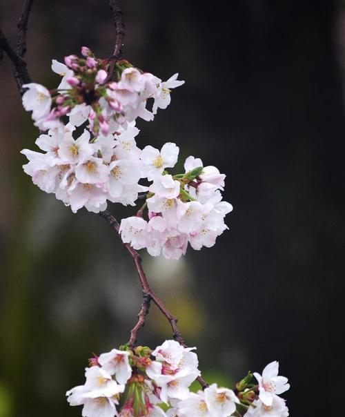 樱桃花束的花语是什么意思？