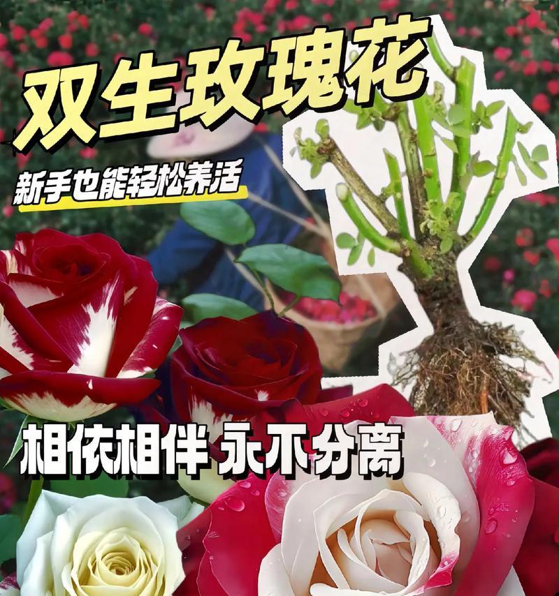 玫瑰花和百合花共同代表什么？它们在花语中的含义是什么？