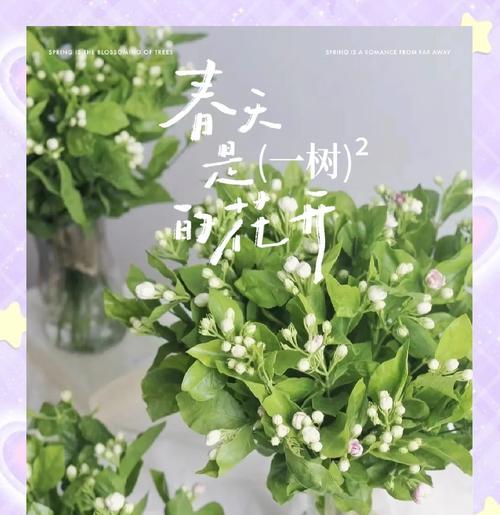 白玫瑰搭配小白花的花语是什么？这种组合有何特别意义？