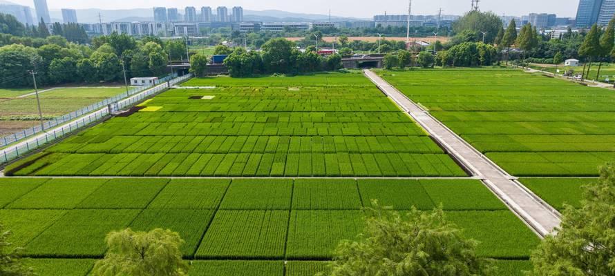 水稻中期排水期是什么？这个阶段对水稻生长有何影响？