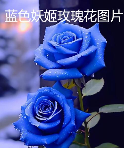 惠兰花寓意什么？玫瑰花的花语化妆品是什么？