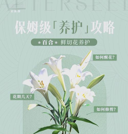 6支玫瑰加百合花的花语是什么？