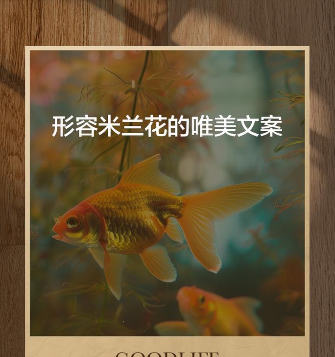 米兰花的花语有哪些？米兰花在送礼时代表什么？