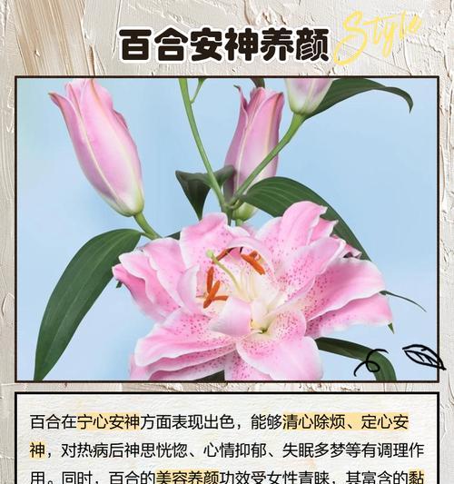 百合花语有哪些含义？