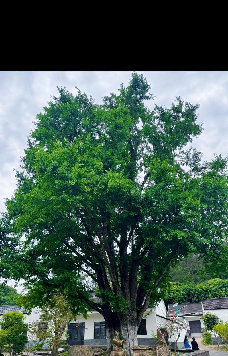 银杏花语有何特别之处？银杏在花语中象征什么？