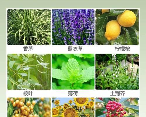 植物象征着什么？它们各自有什么特别的含义？