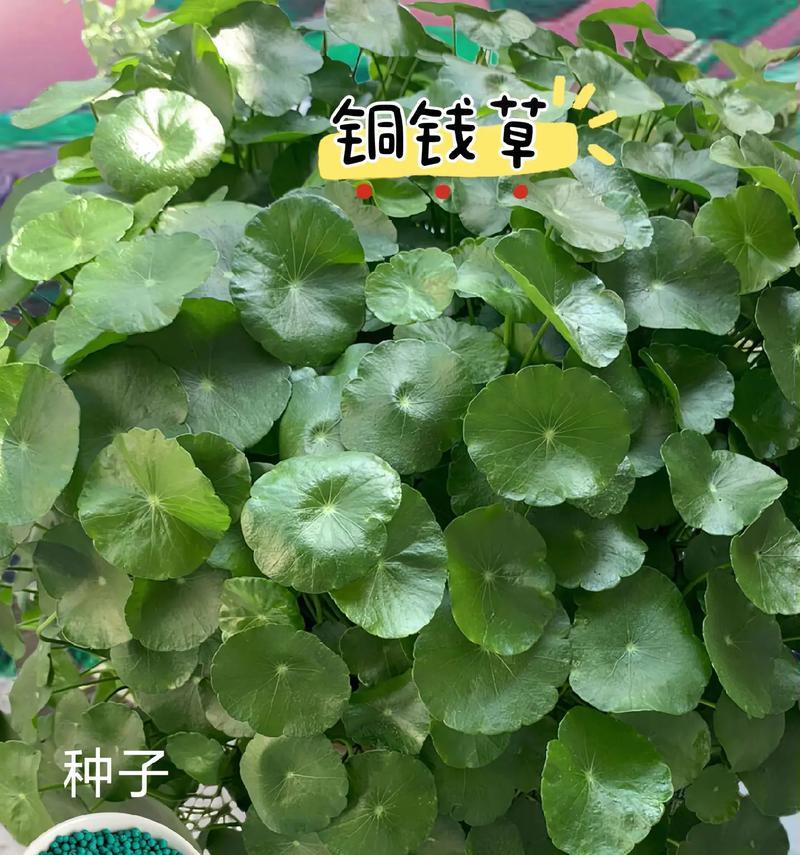 植物象征着什么？它们各自有什么特别的含义？