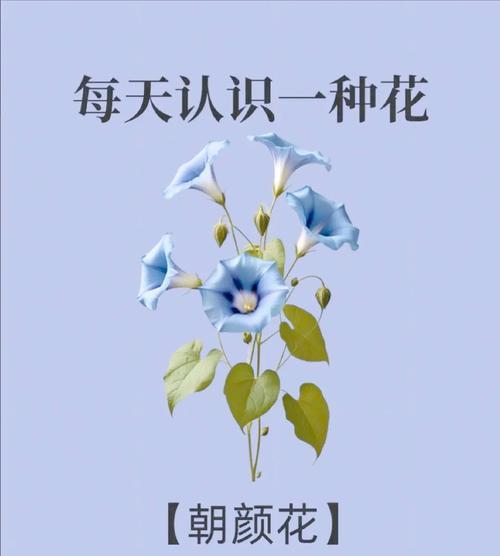 哪些花卉绿植带有浪漫花语？它们各自代表什么？