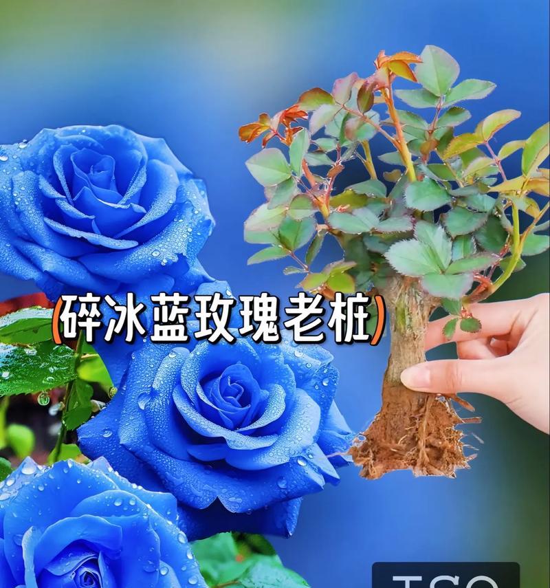 冰蓝玫瑰花代表什么？冰蓝玫瑰花的含义是什么？