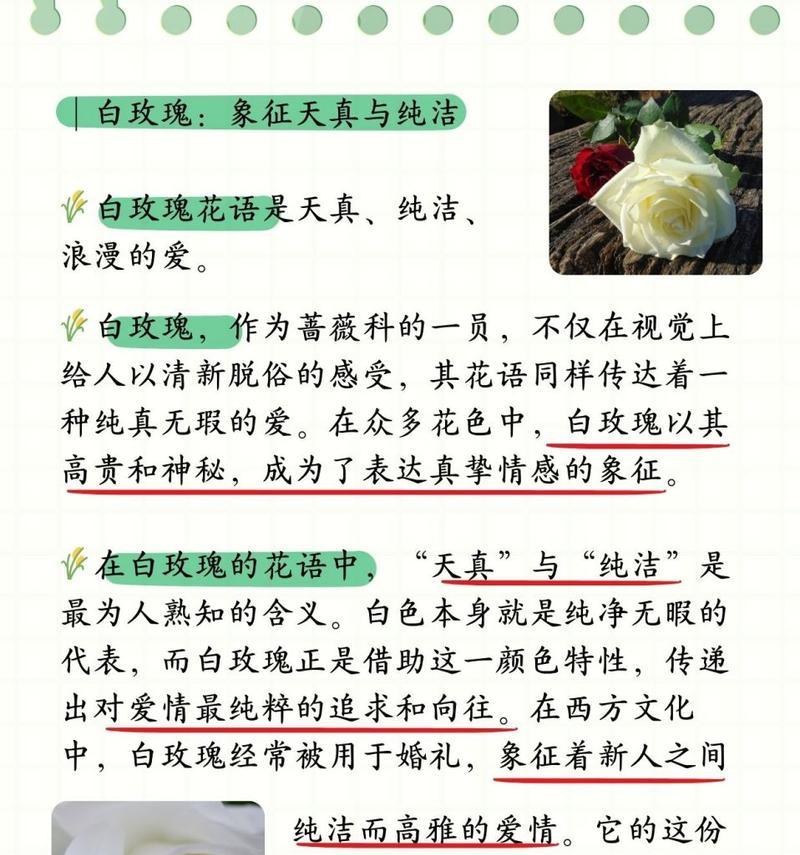 脸前有个白玫瑰是什么意思？白玫瑰在特定场合下的含义是什么？