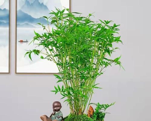 汕尾竹分盆栽和栽培的最佳季节是什么时候？