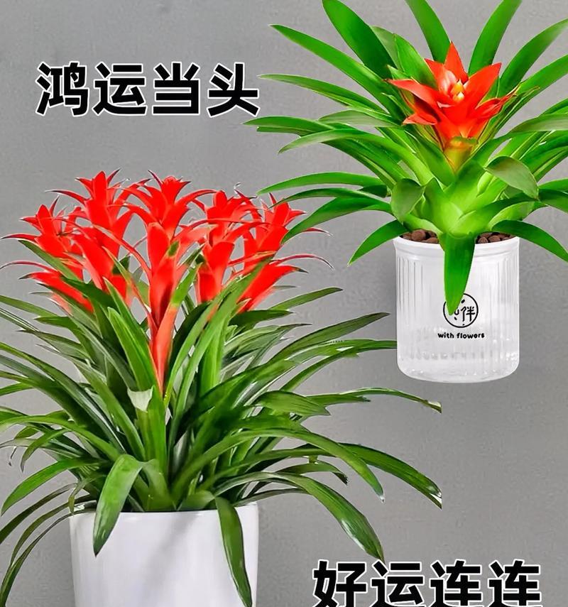 鸿运连连植物养殖需要注意什么？