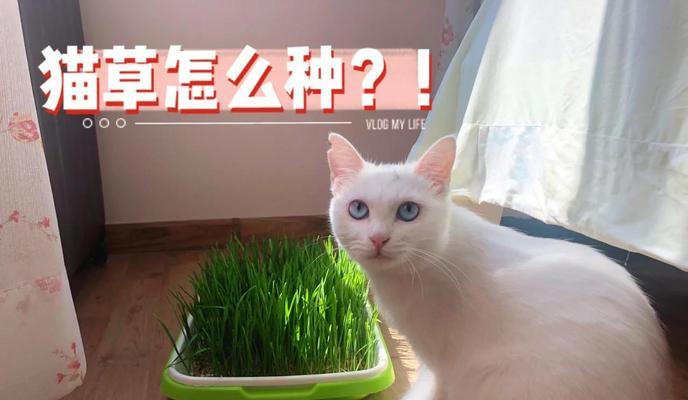 狗狗猫草盆栽的种植方法是什么？有哪些技巧？