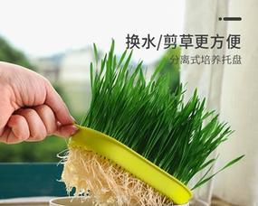 狗狗猫草盆栽的种植方法是什么？有哪些技巧？