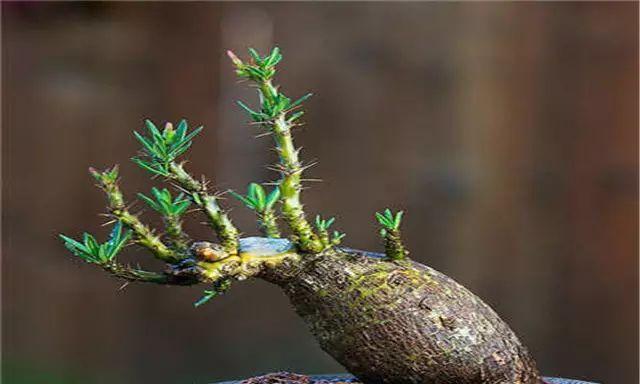 变态根系植物有哪些特点？如何识别？