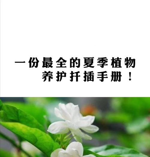 每天给植物通风多久好？植物通风的正确方法和时间是什么？