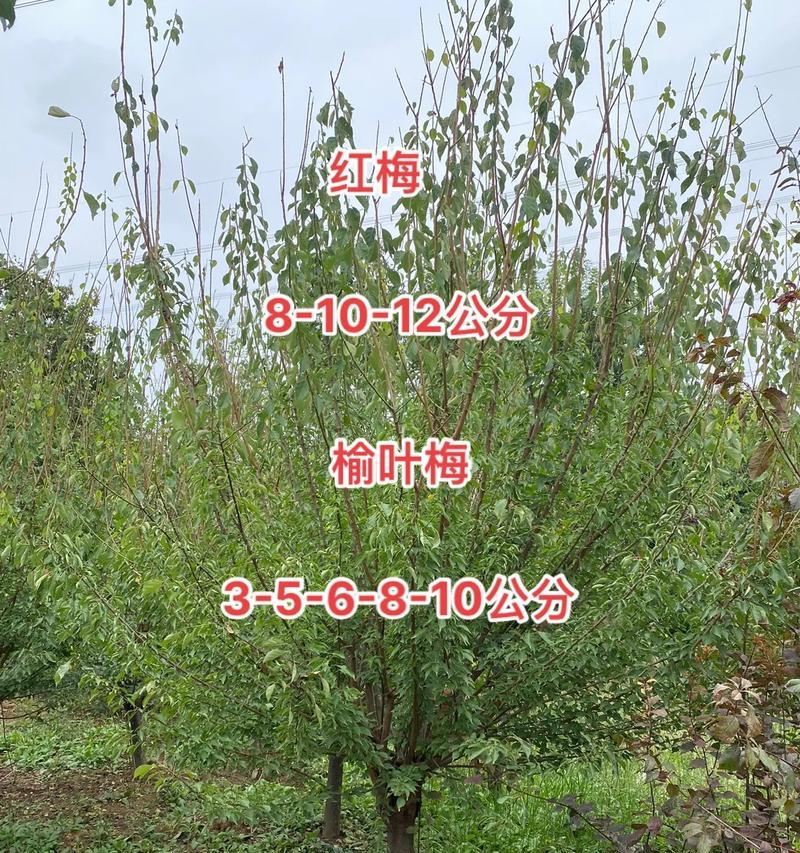 榆叶梅与红梅的花语有何不同？各自代表什么？