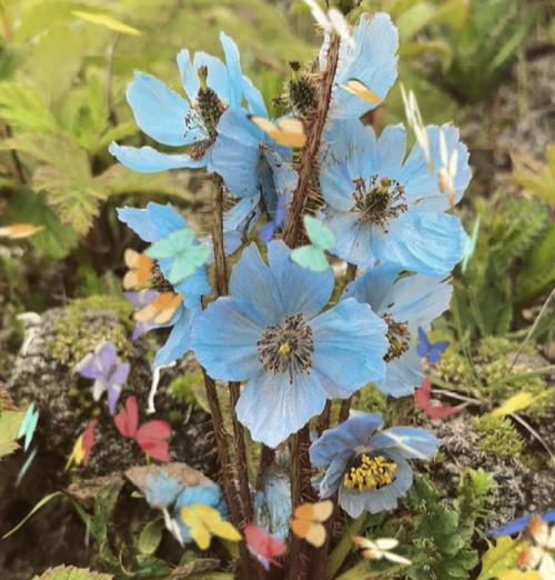 蓝莲花象征着什么？花语有哪些深层含义？