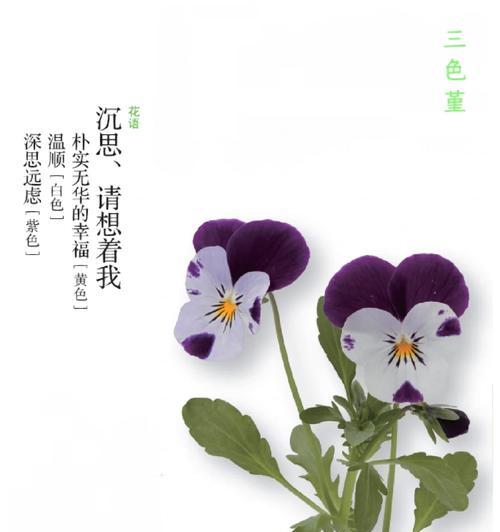 解梦花的花语有何深意？